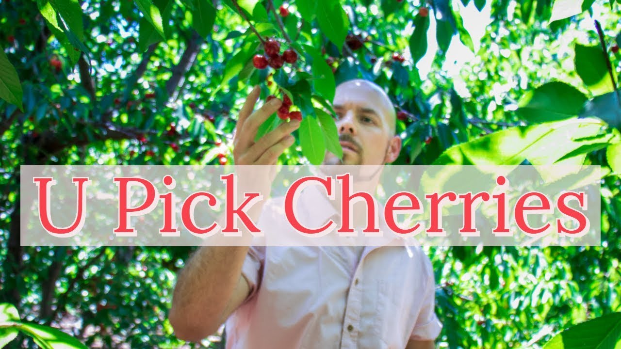 U Pick Cherries | Villa Del Sol Sweet Cherry Farm